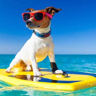 Urlaub mit Hund - 45.518 Ferienwohnungen & Ferienhäuser