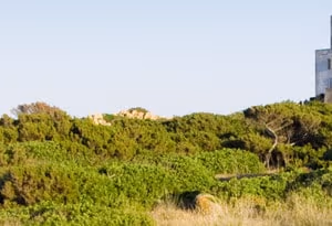 Olbia
