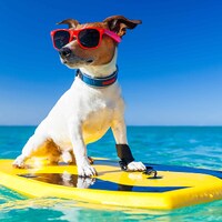 Urlaub mit Hund - 49.960 Ferienwohnungen & Ferienhäuser