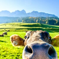 Urlaub auf dem Bauernhof - 1.532 Ferienwohnungen & Ferienhäuser