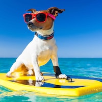 Urlaub mit Hund - 53.211 Ferienwohnungen & Ferienhäuser
